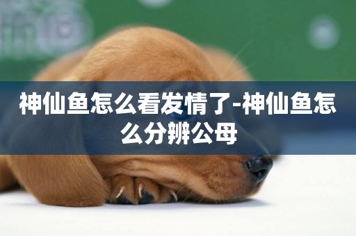 神仙魚怎么看發情了-神仙魚怎么分辨公母