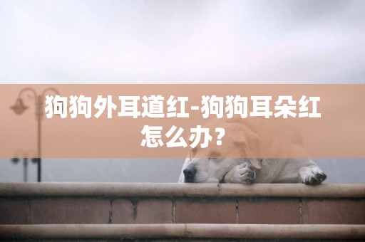 狗狗外耳道紅-狗狗耳朵紅怎么辦？