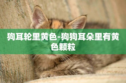 狗耳輪里黃色-狗狗耳朵里有黃色顆粒