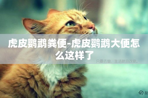 虎皮鸚鵡糞便-虎皮鸚鵡大便怎么這樣了