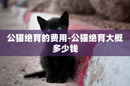 公貓絕育的費用-公貓絕育大概多少錢