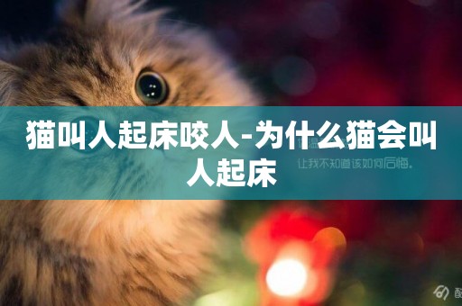 貓叫人起床咬人-為什么貓會叫人起床