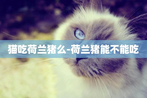 貓吃荷蘭豬么-荷蘭豬能不能吃
