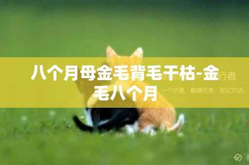 八個月母金毛背毛干枯-金毛八個月