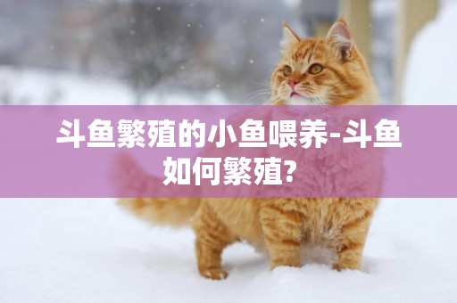 斗魚繁殖的小魚喂養-斗魚如何繁殖?