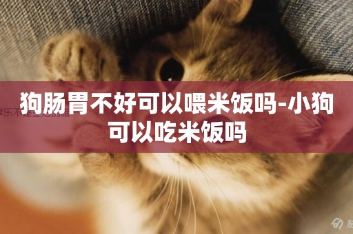 狗腸胃不好可以喂米飯嗎-小狗可以吃米飯嗎