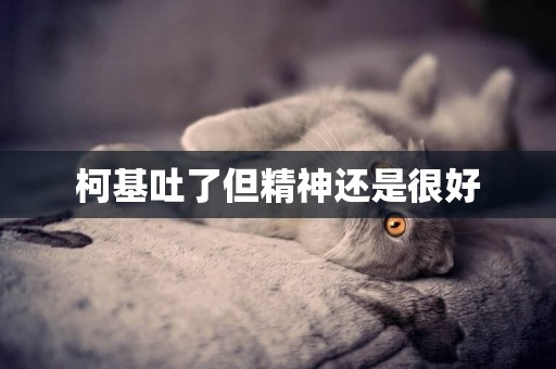 柯基吐了但精神還是很好