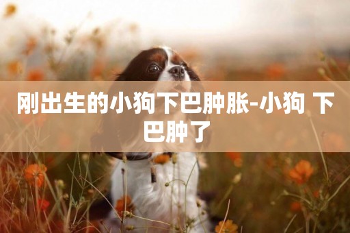 剛出生的小狗下巴腫脹-小狗 下巴腫了