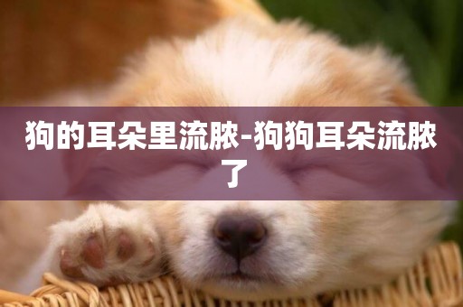 狗的耳朵里流膿-狗狗耳朵流膿了