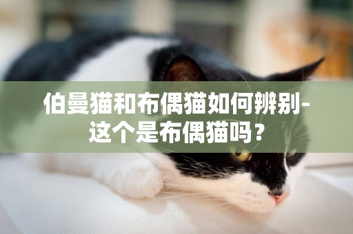 伯曼貓和布偶貓如何辨別-這個是布偶貓嗎？
