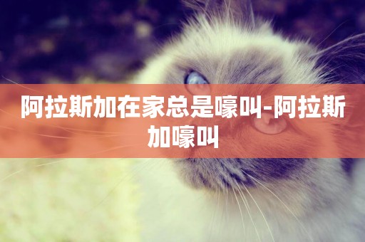 阿拉斯加在家總是嚎叫-阿拉斯加嚎叫