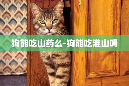 狗能吃山藥么-狗能吃淮山嗎