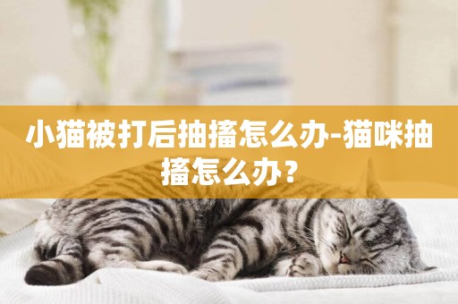 小貓被打后抽搐怎么辦-貓咪抽搐怎么辦？