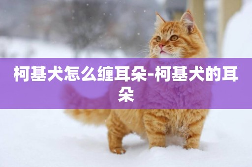 柯基犬怎么纏耳朵-柯基犬的耳朵