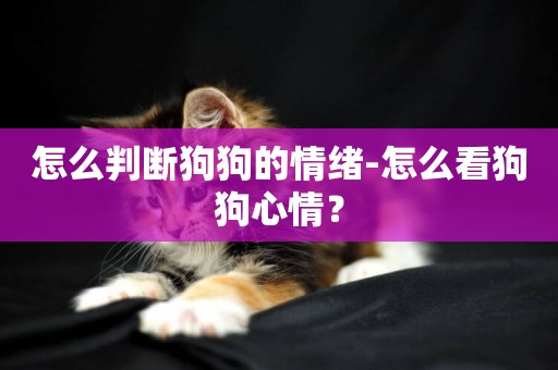 怎么判斷狗狗的情緒-怎么看狗狗心情？
