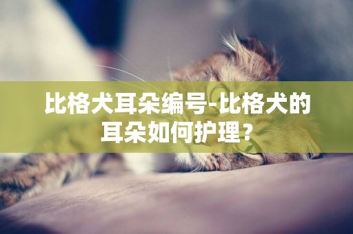 比格犬耳朵編號-比格犬的耳朵如何護理？