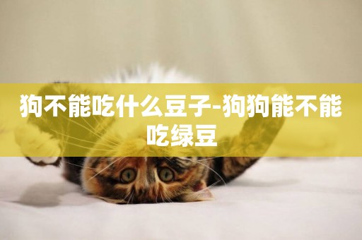 狗不能吃什么豆子-狗狗能不能吃綠豆