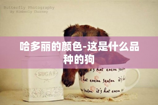 哈多麗的顏色-這是什么品種的狗