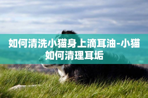 如何清洗小貓身上滴耳油-小貓如何清理耳垢