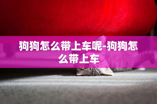 狗狗怎么帶上車呢-狗狗怎么帶上車