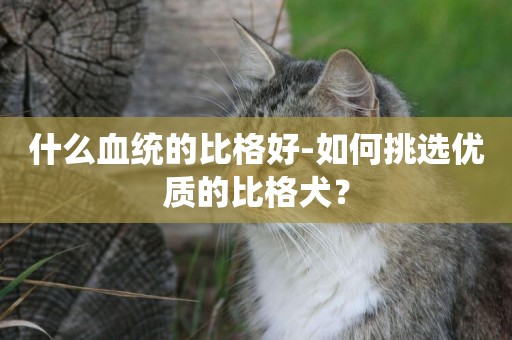 什么血統的比格好-如何挑選優質的比格犬？