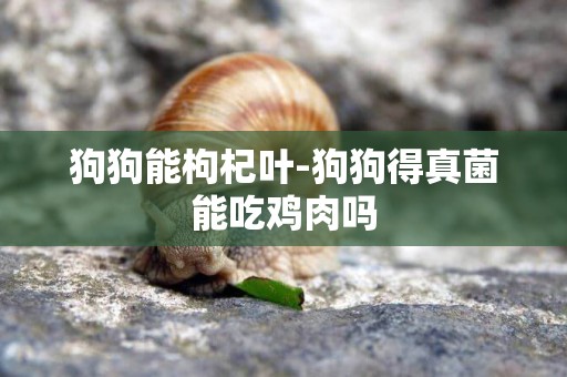 狗狗能枸杞葉-狗狗得真菌能吃雞肉嗎