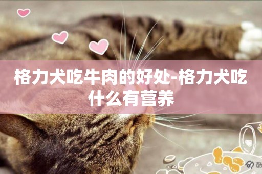 格力犬吃牛肉的好處-格力犬吃什么有營養