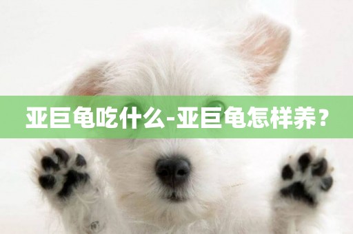 亞巨龜吃什么-亞巨龜怎樣養？