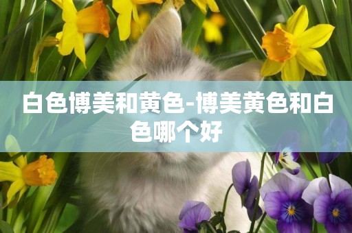 白色博美和黃色-博美黃色和白色哪個好