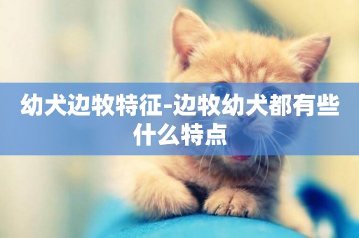 幼犬邊牧特征-邊牧幼犬都有些什么特點