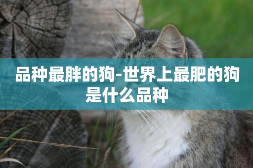 品種最胖的狗-世界上最肥的狗是什么品種