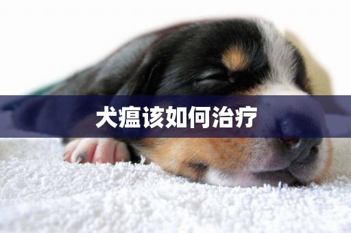 犬瘟該如何治療