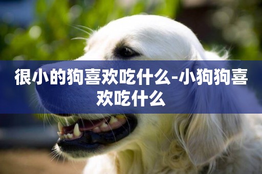 很小的狗喜歡吃什么-小狗狗喜歡吃什么