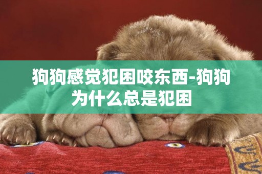 狗狗感覺犯困咬東西-狗狗為什么總是犯困