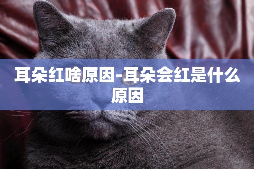 耳朵紅啥原因-耳朵會紅是什么原因