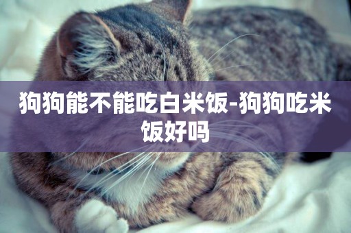 狗狗能不能吃白米飯-狗狗吃米飯好嗎