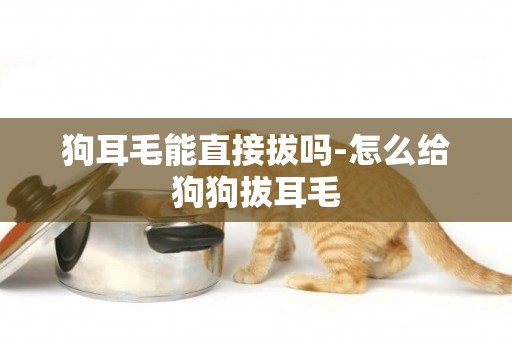 狗耳毛能直接拔嗎-怎么給狗狗拔耳毛