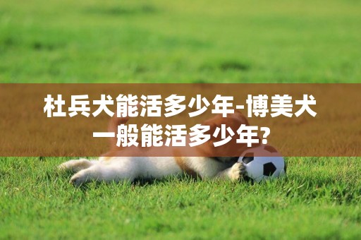 杜兵犬能活多少年-博美犬一般能活多少年?