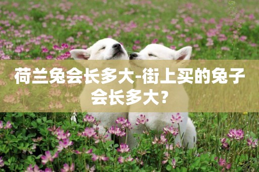 荷蘭兔會長多大-街上買的兔子會長多大？