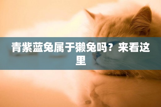 青紫藍兔屬于獺兔嗎？來看這里