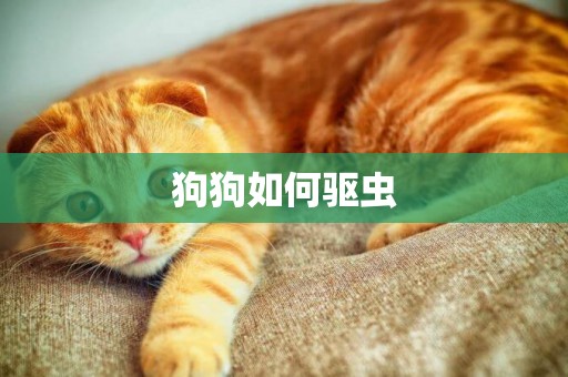 狗狗如何驅蟲