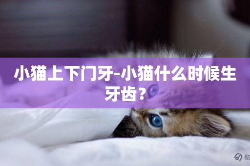 小貓上下門牙-小貓什么時候生牙齒？