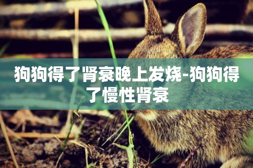 狗狗得了腎衰晚上發燒-狗狗得了慢性腎衰