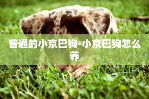 普通的小京巴狗-小京巴狗怎么養
