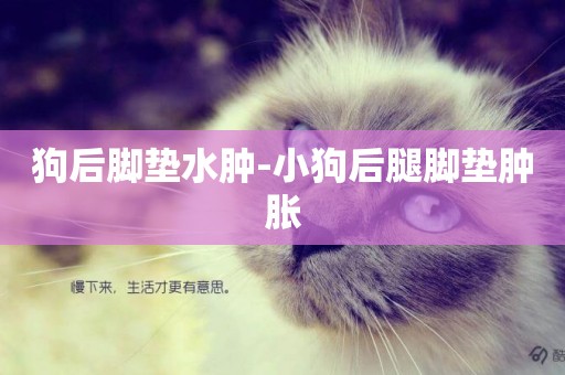 狗后腳墊水腫-小狗后腿腳墊腫脹