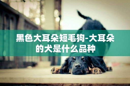 黑色大耳朵短毛狗-大耳朵的犬是什么品種