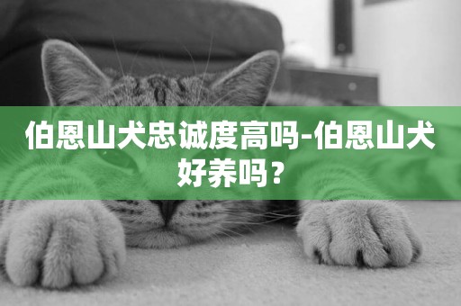 伯恩山犬忠誠度高嗎-伯恩山犬好養嗎？