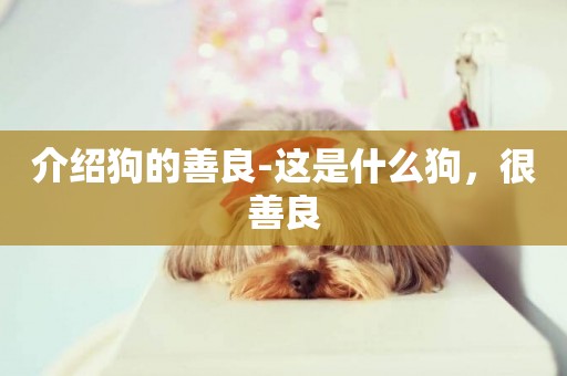 介紹狗的善良-這是什么狗，很善良