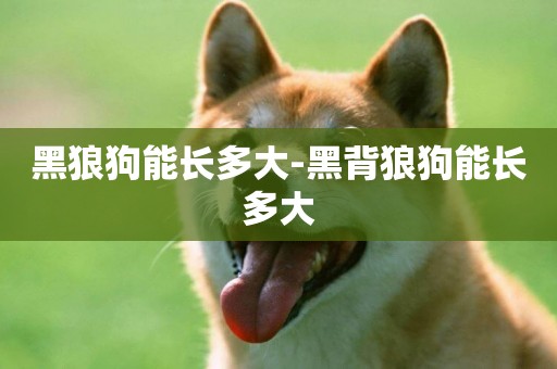 黑狼狗能長多大-黑背狼狗能長多大