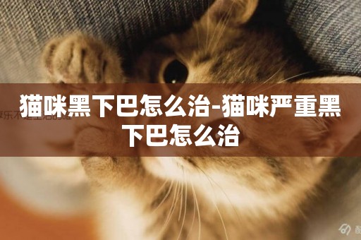 貓咪黑下巴怎么治-貓咪嚴重黑下巴怎么治